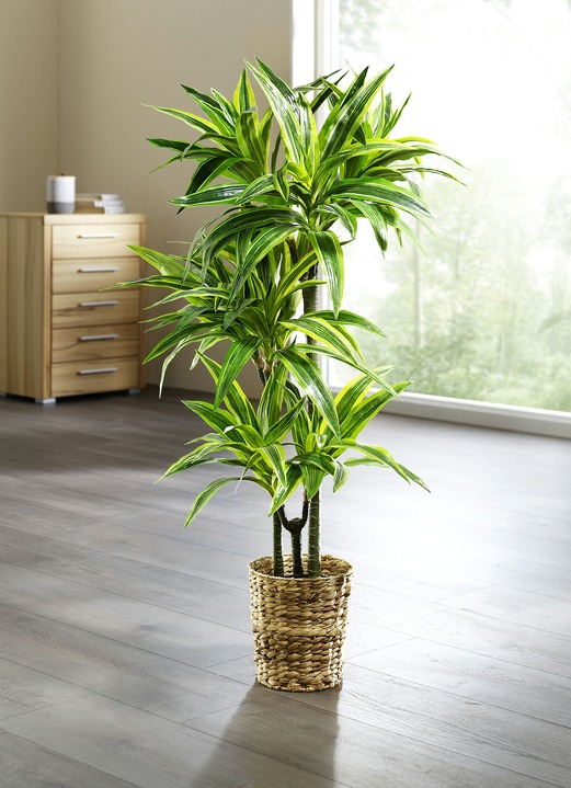 Woonaccessoires - Dracena reflexa palmboom, in Farbe GROEN